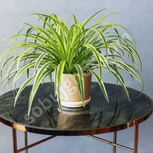 Spider Plant