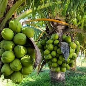 ভিয়েতনামি নারিকেল Vietnamese Coconut plant