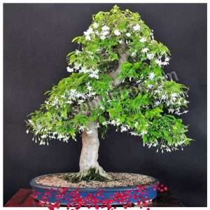 Water Jasmine