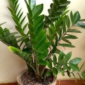 জিজি প্লান্ট (ZZ Plant) most popular 100% indoor
