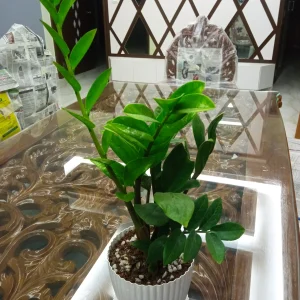 zz plant
