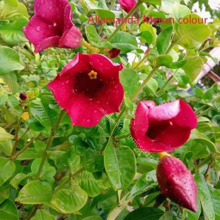 allamanda