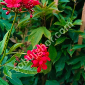 Jatropha