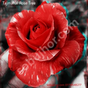 তাজমহল গোলাপ