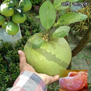 থাই জামুরা | thai jambura