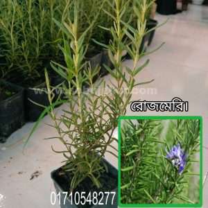 রোজমেরি গাছ