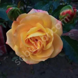 color change yellow rose
