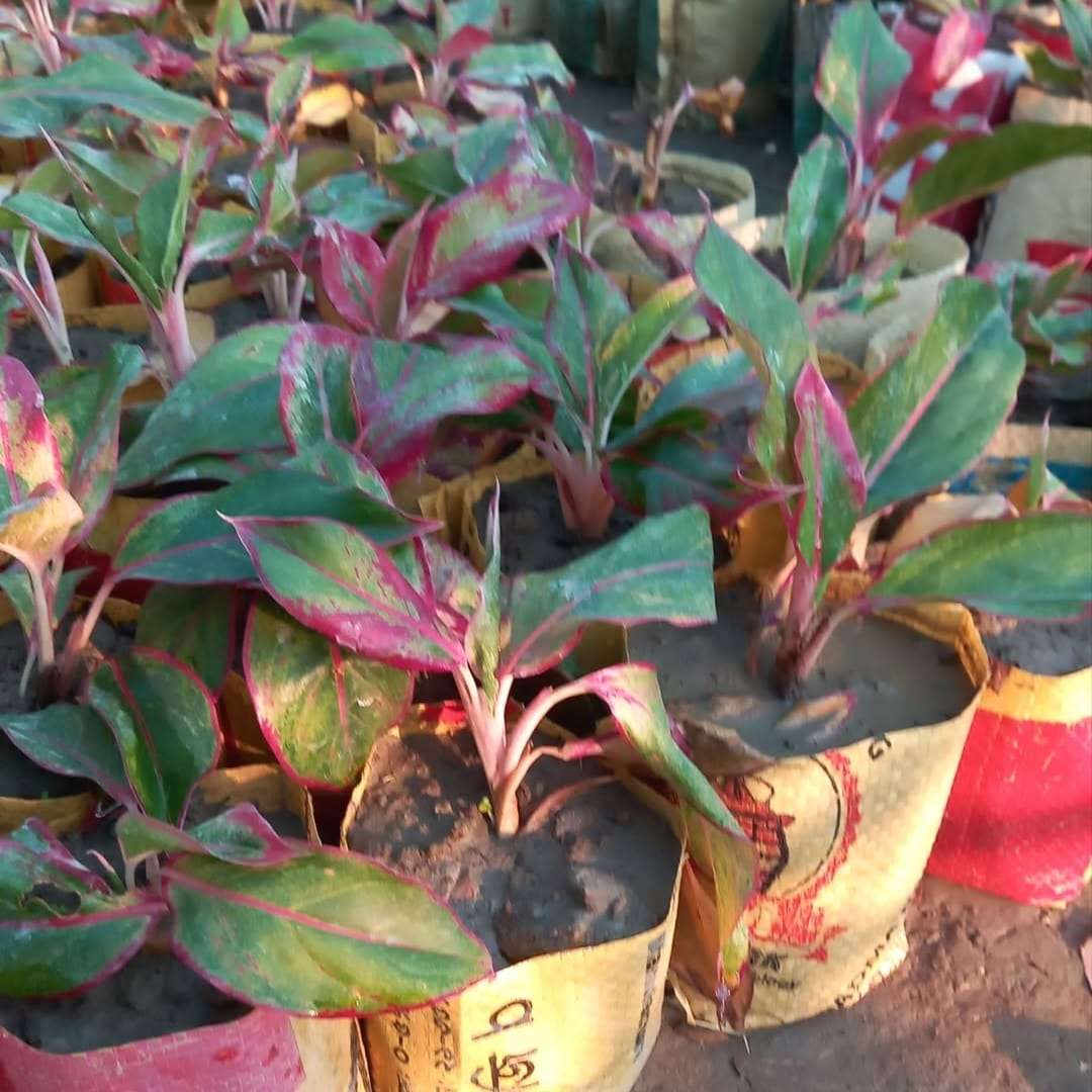 Aglaonema