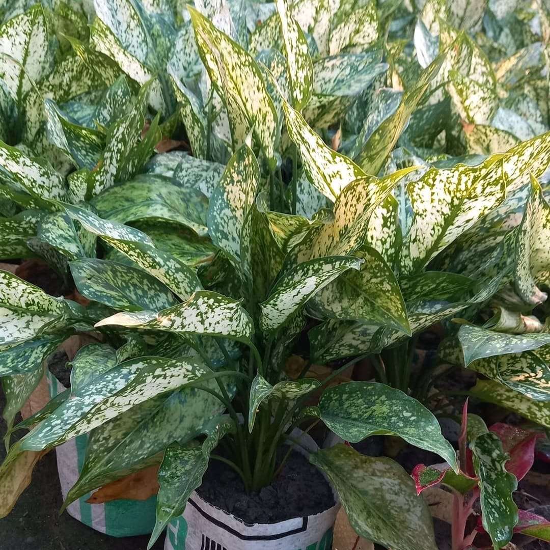 Aglaonema