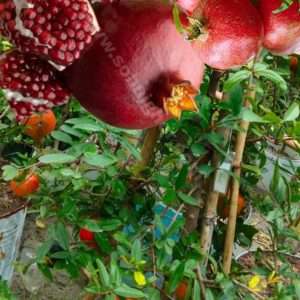 আনার সুপার ভাগোয়া