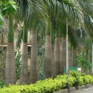 বোতল পাম Bottle Palm, Hyophorbe lagenicaulis