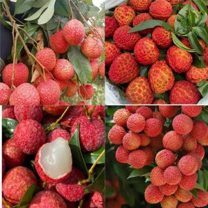 চায়না ৩ লিচু (China 3 lychee)