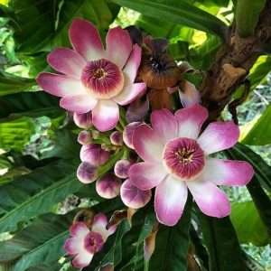 গুস্তাভিয়া ফুল Gustavia flower