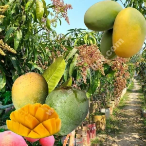 হিমসাগর আম গাছ