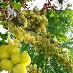 অরবরই
