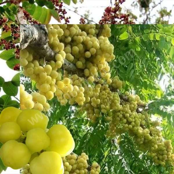 অরবরই