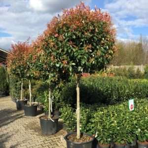 রেড রবিন, সিজিয়াম, Red Robin, Syzygium