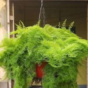 রয়েল ফার্ন (Royal Fern) cotton candy fern plant