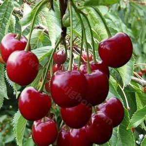 সিলভিয়া চেরি