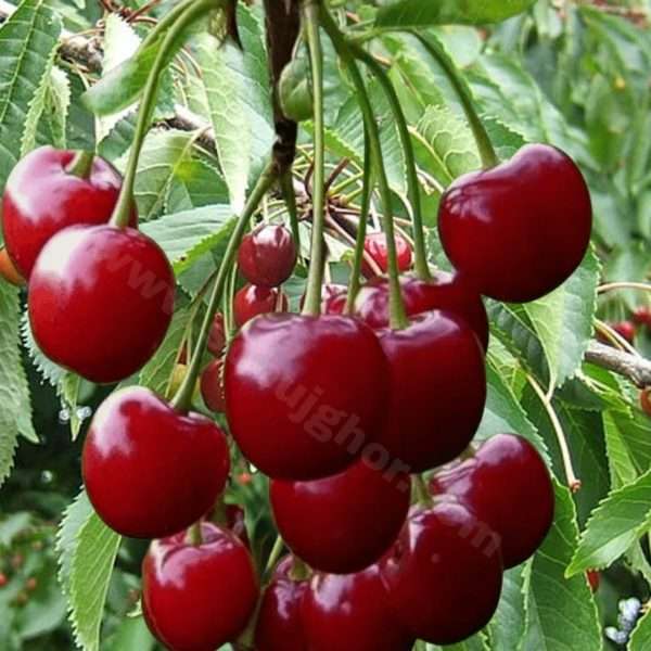 সিলভিয়া চেরি