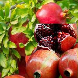 Thai large variety pomegranate