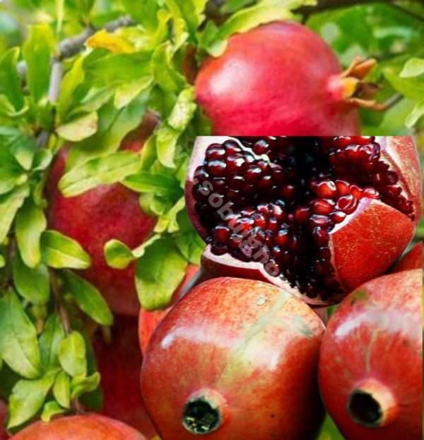 Thai large variety pomegranate