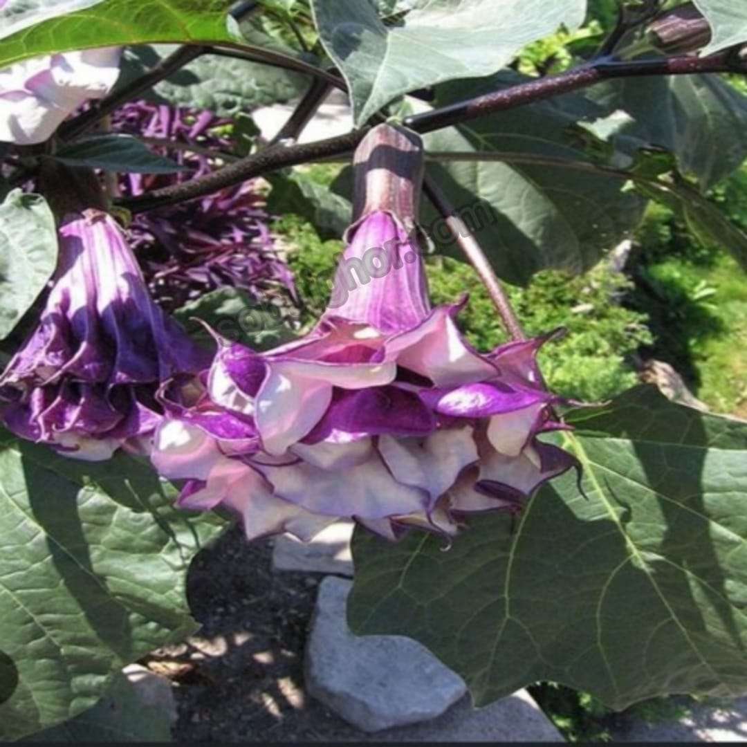Dhutra Plant - ধুতরা গাছ