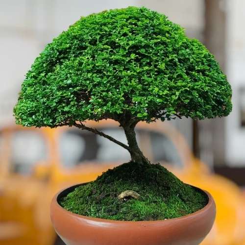 Kamini Bonsai - কামিনি বনশাই - Image 2