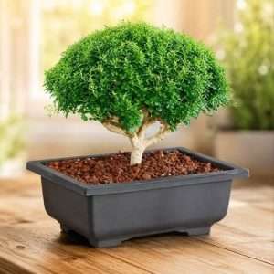 Kamini Bonsai - কামিনি বনশাই