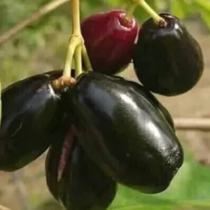 Thai Kalo jam - কালো জাম