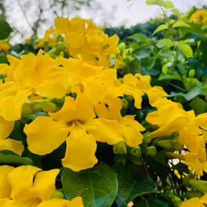 cat's claw vine - বিড়ালের নখর লতা