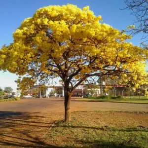 tabebuya plant - ট্যাবেবুইয়া