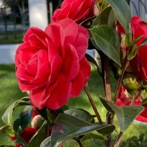camelia flower plant - ক্যামেলিয়া ফুল গাছ
