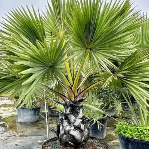 Tal Plant - তাল গাছ