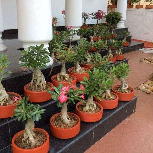 adeniam plant - এডেনিয়াম - Image 2