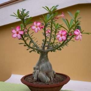 adeniam plant - এডেনিয়াম