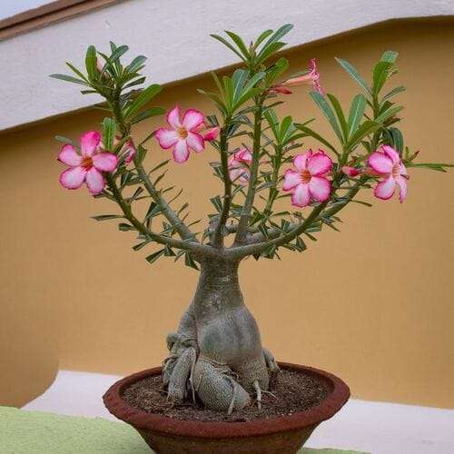adeniam plant - এডেনিয়াম