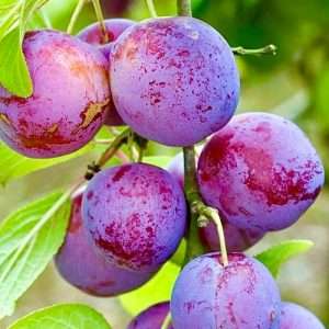 alubukhara plant - আলু বোখারা গাছ