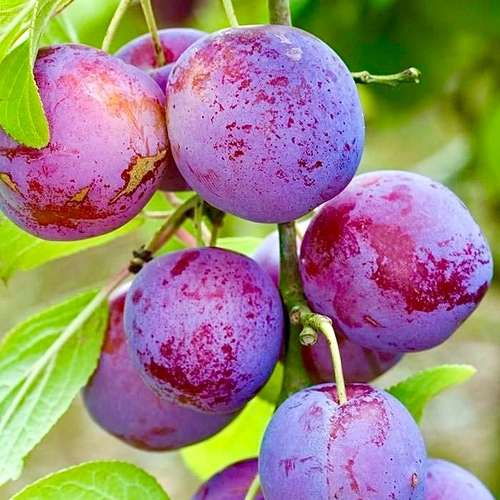 alubukhara plant - আলু বোখারা গাছ