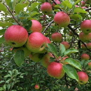 Anna Apple Plant