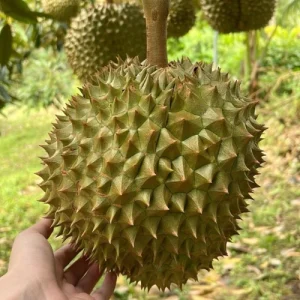durian plant