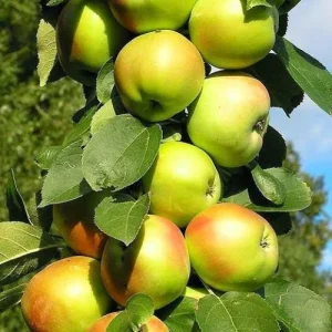 hariman 99 apple plant