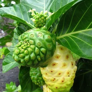 Noni Fruits - ননী ফল