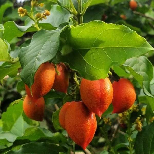peanut butter plant - পিনাট বাটার গাছ। - Image 2