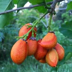 peanut butter plant - পিনাট বাটার গাছ।