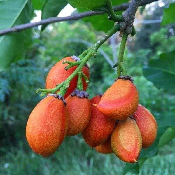 peanut butter plant - পিনাট বাটার গাছ।