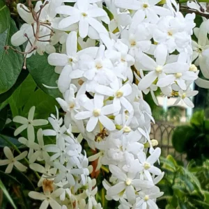 sada moni lata flower - সাদা মনি লতা ফুল