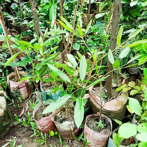 tabebuya plant - ট্যাবেবুইয়া - Image 2