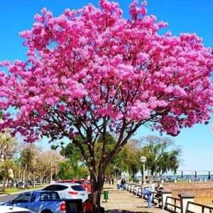 tabebuya plant - ট্যাবেবুইয়া