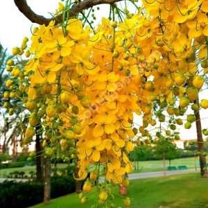 Cassia fistula সোনালু ফুল।